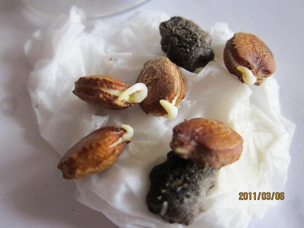 撒了三四个月的花种还没发芽?只要一张纸保证发芽