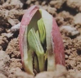 花生的花开在地上,果实为什么结在地下?