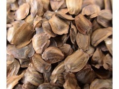 大量供应广西融水当年新产杉木种子|林木种子|绿化苗木|供应信息|597苗木网
