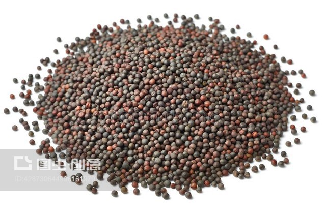 在白色上分离的干油菜种子Dried canola seeds isolated on white