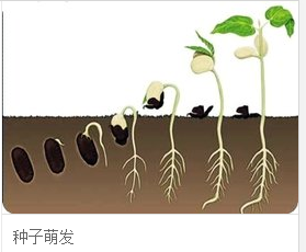 种子是怎样萌发的_360问答
