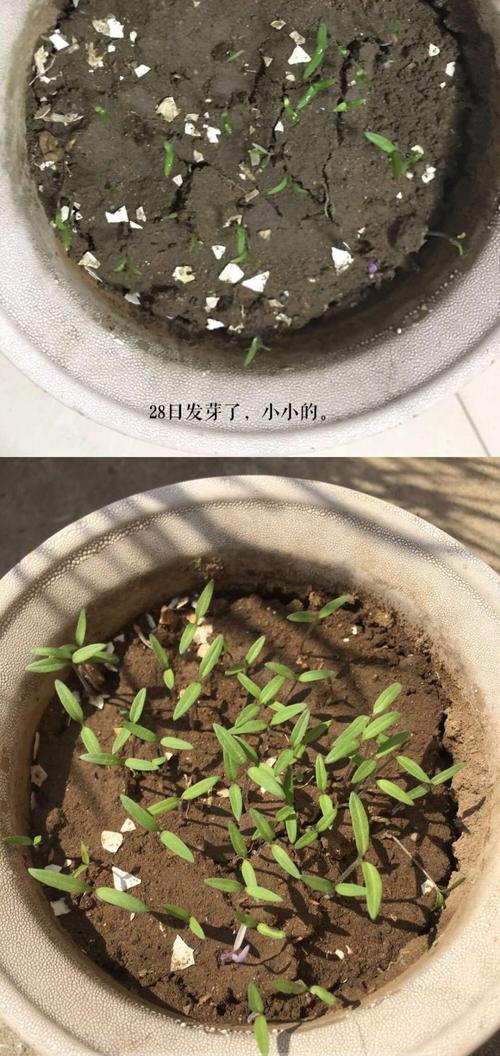 希望的种子在成长