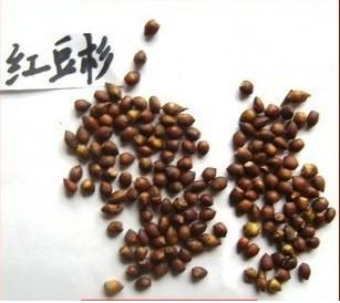 红叶李种子2015最新价格_红叶李种子2015最新价格价格_红叶李种子2015最新价格厂家-勤加缘网【朱琳个体经营】