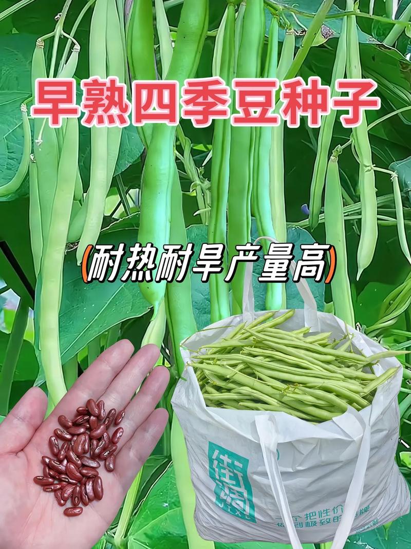 早熟四季豆种子来啦,家人们,7.8月份来种这款四季豆吧,它成