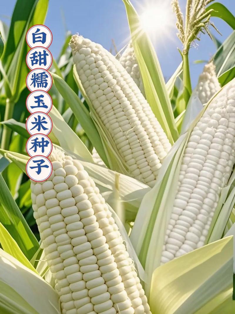 这款粘玉米种子皮